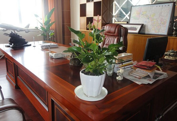 办公室不能摆放的11种植物