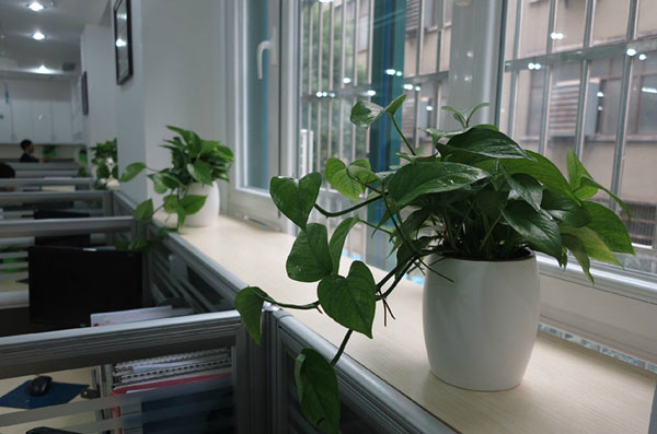 办公室不能摆放的11种植物